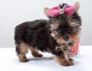AFFECTIONATE  YORKIE PUPPIES FOR FREE ADOPTION
