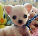 chihuahua puppies ready for good home