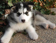 beautiful siberian husky puppy for adoption