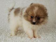 Lovely Xmas Re homing Pomeranian Puppies For Good Homes.